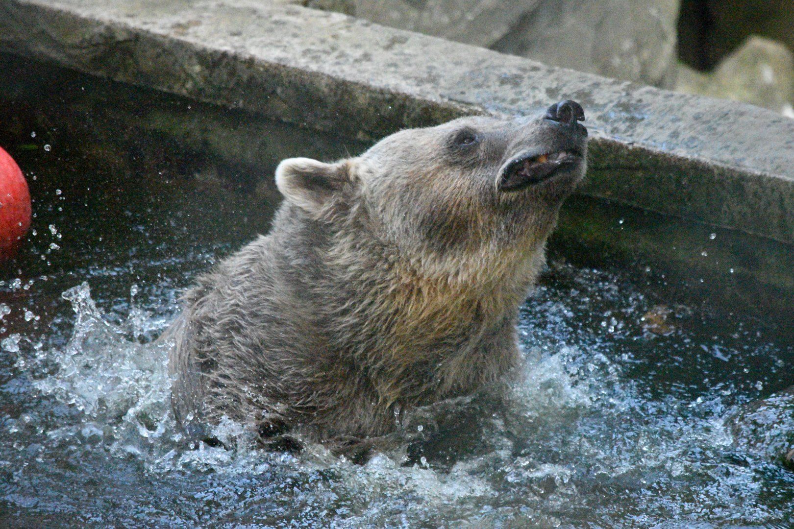 Eurasian brown bear