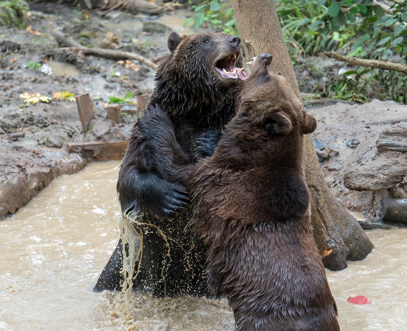Eurasian brown bears, Bristol Zoo Project / Wild Place, UK