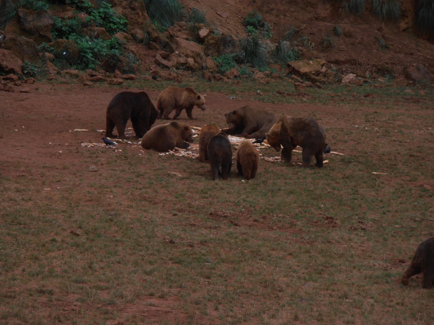 Eurasian brown bears -Cabarceno (2013)