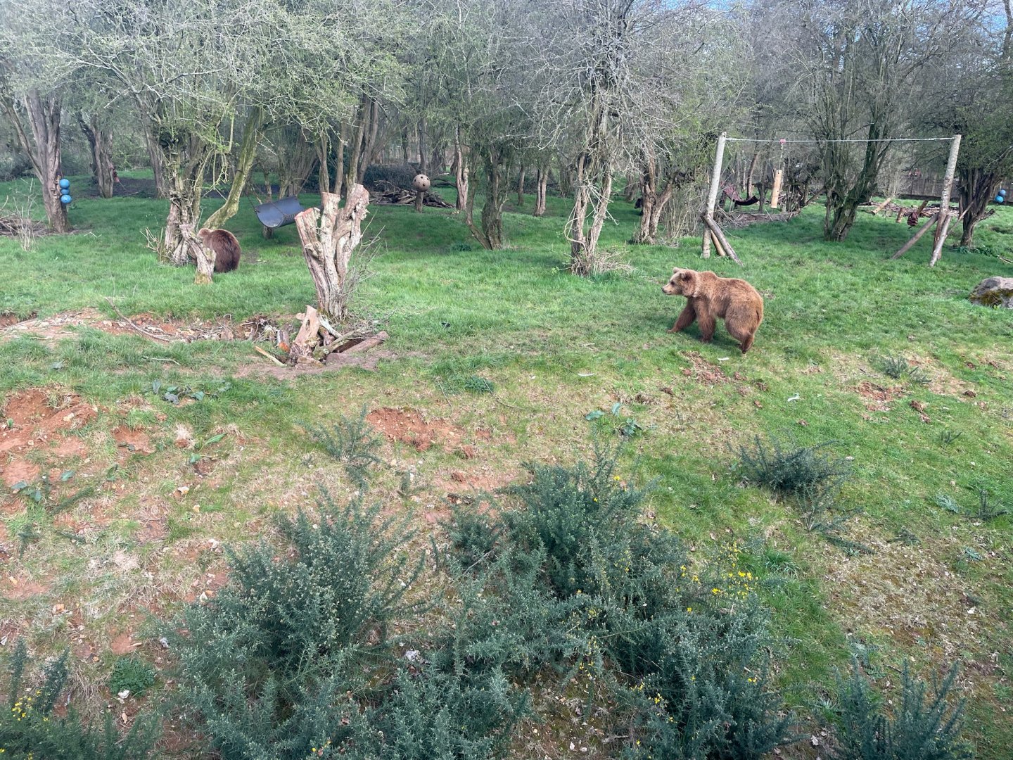 Eurasian Brown Bears, Cinderella, Mana, Minion and Naya