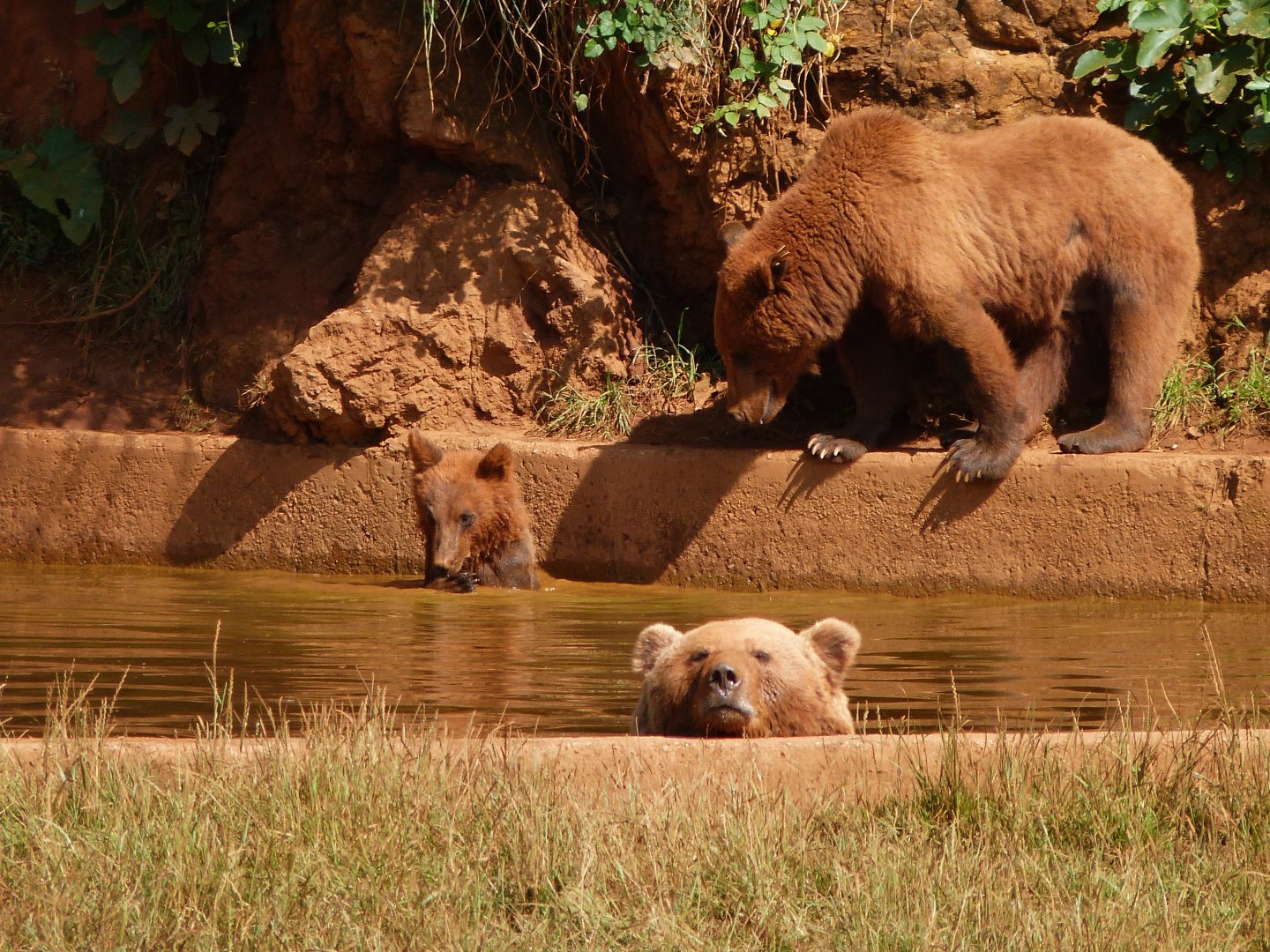 Eurasian brown bears -Parque de la Naturaleza de Cabárceno (2025)