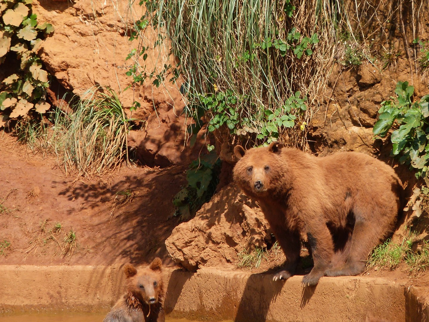 Eurasian brown bears -Parque de la Naturaleza de Cabárceno (2025)