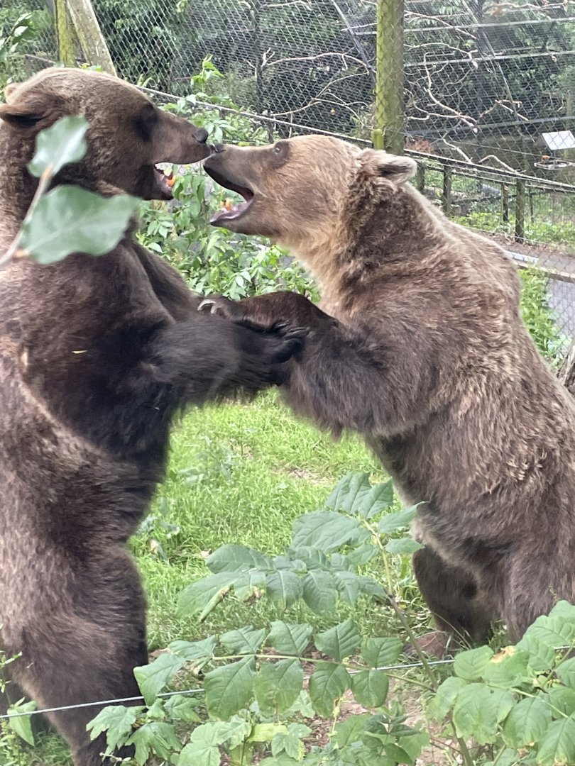 Eurasian Brown Bears Play Fighting