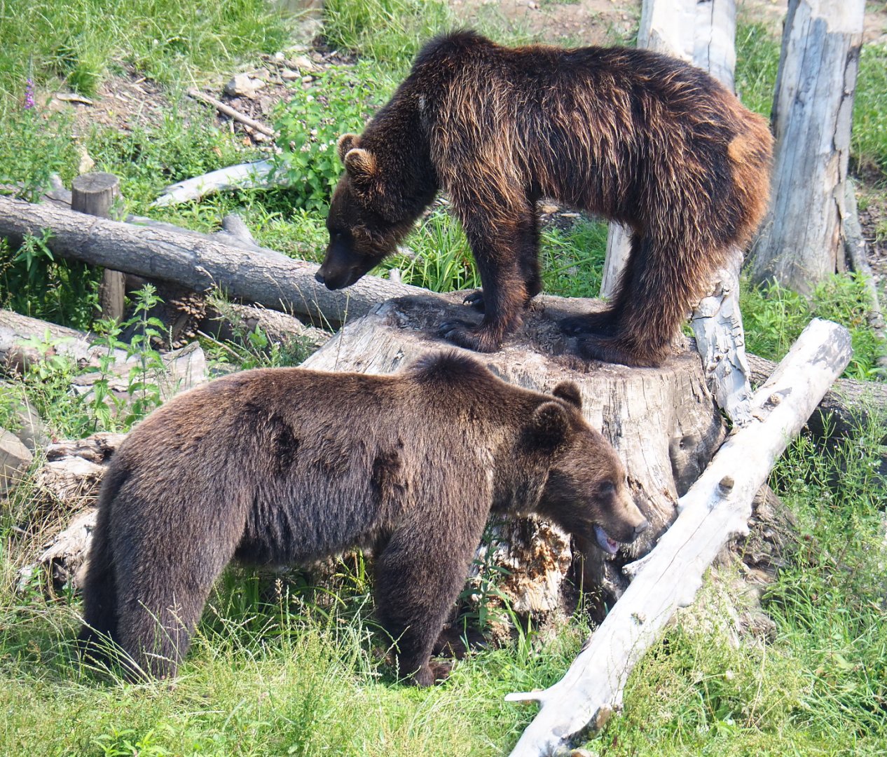 Eurasian brown bears (Ursus arctos arctos), 2022-06-28