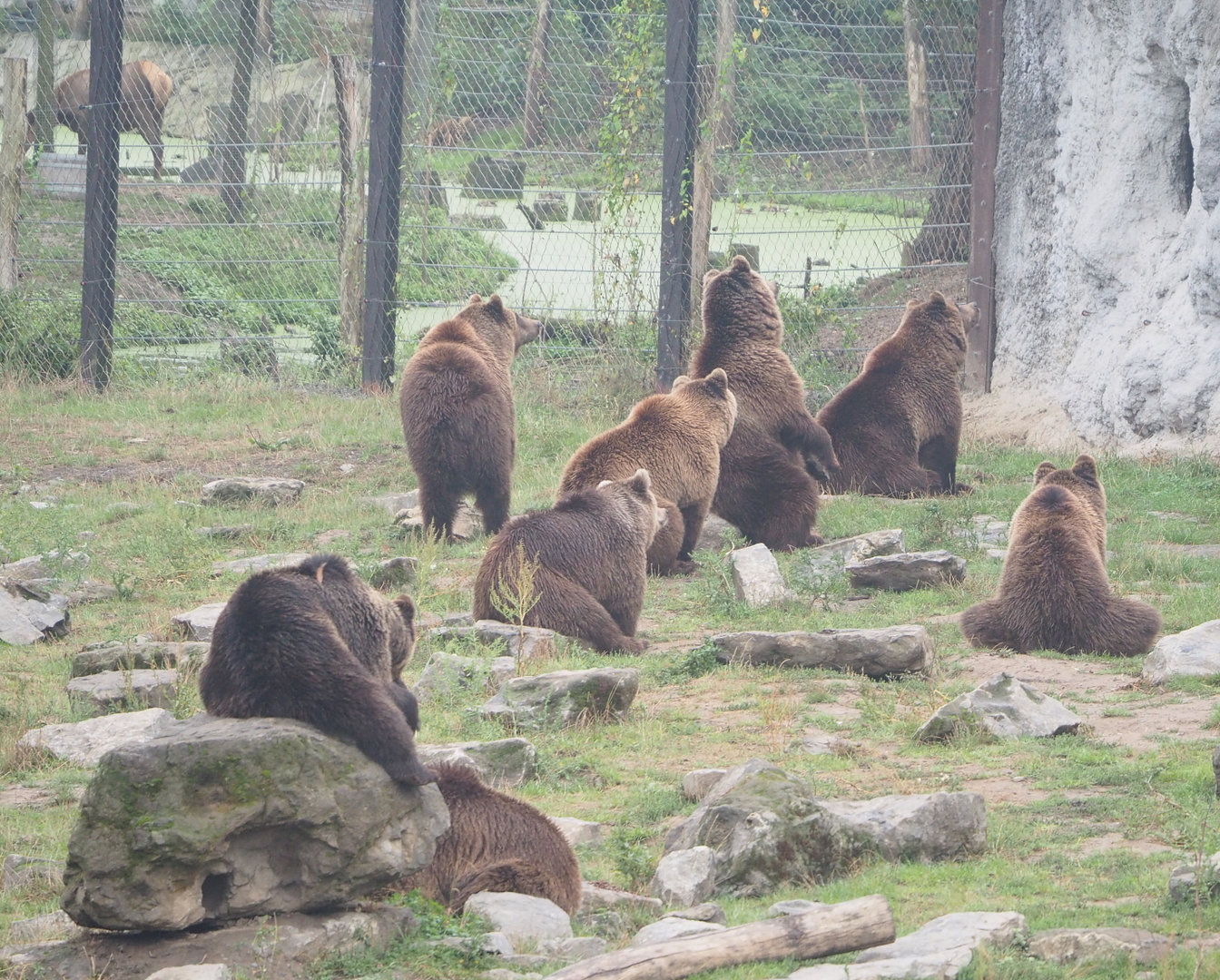 Eurasian brown bears (Ursus arctos arctos), 2022-09-14