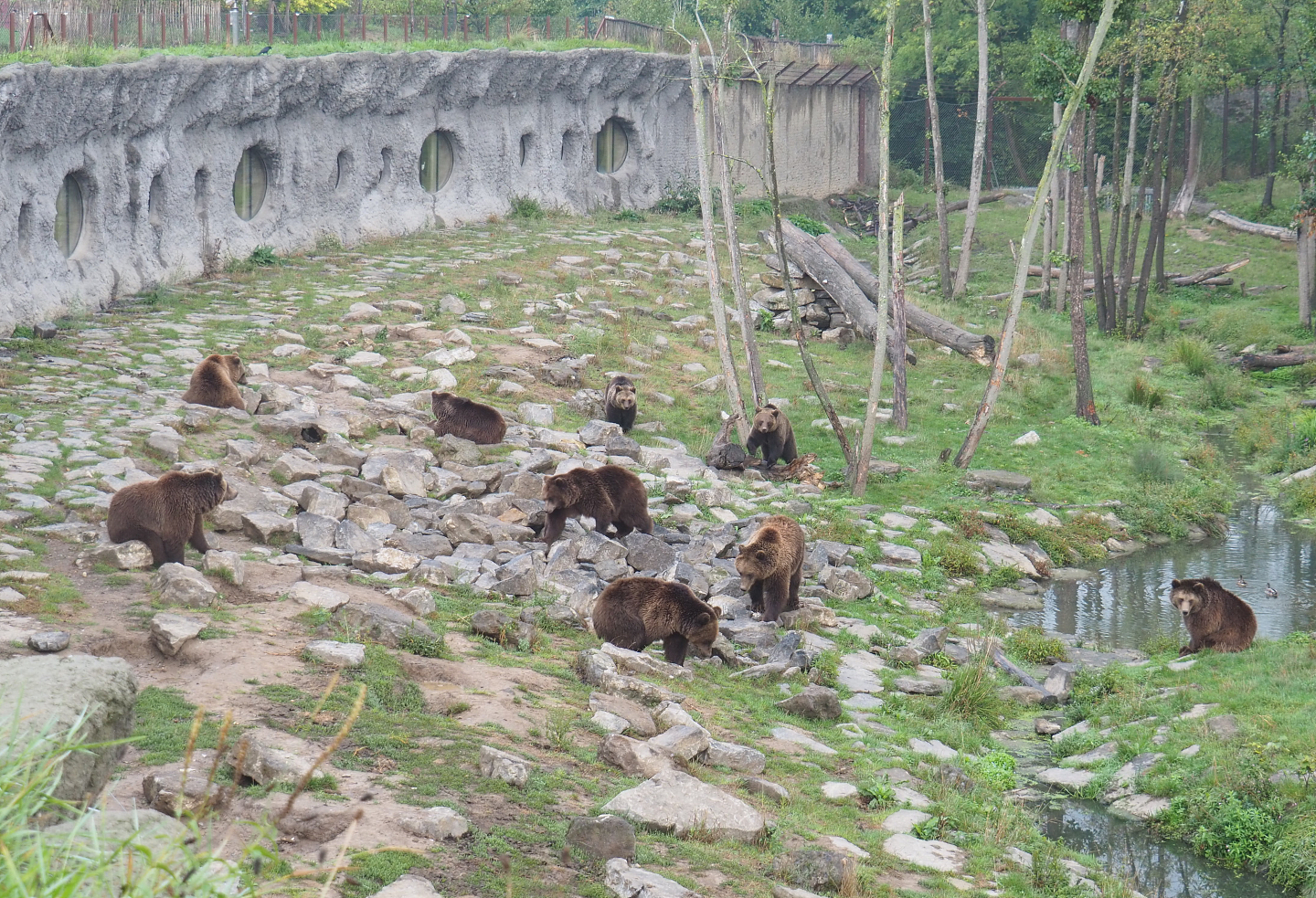 Eurasian brown bears (Ursus arctos arctos), 2022-09-15