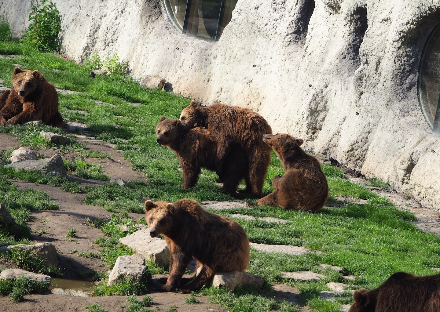 Eurasian brown bears (Ursus arctos arctos),2023-05-16