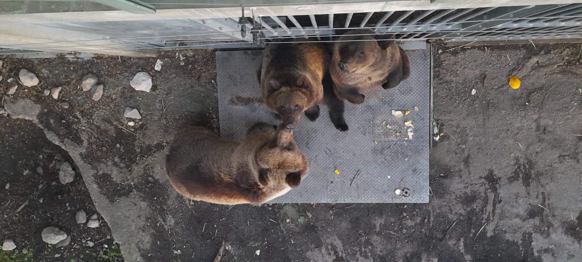 Eurasian Brown bears (Ursus arctos arctos)