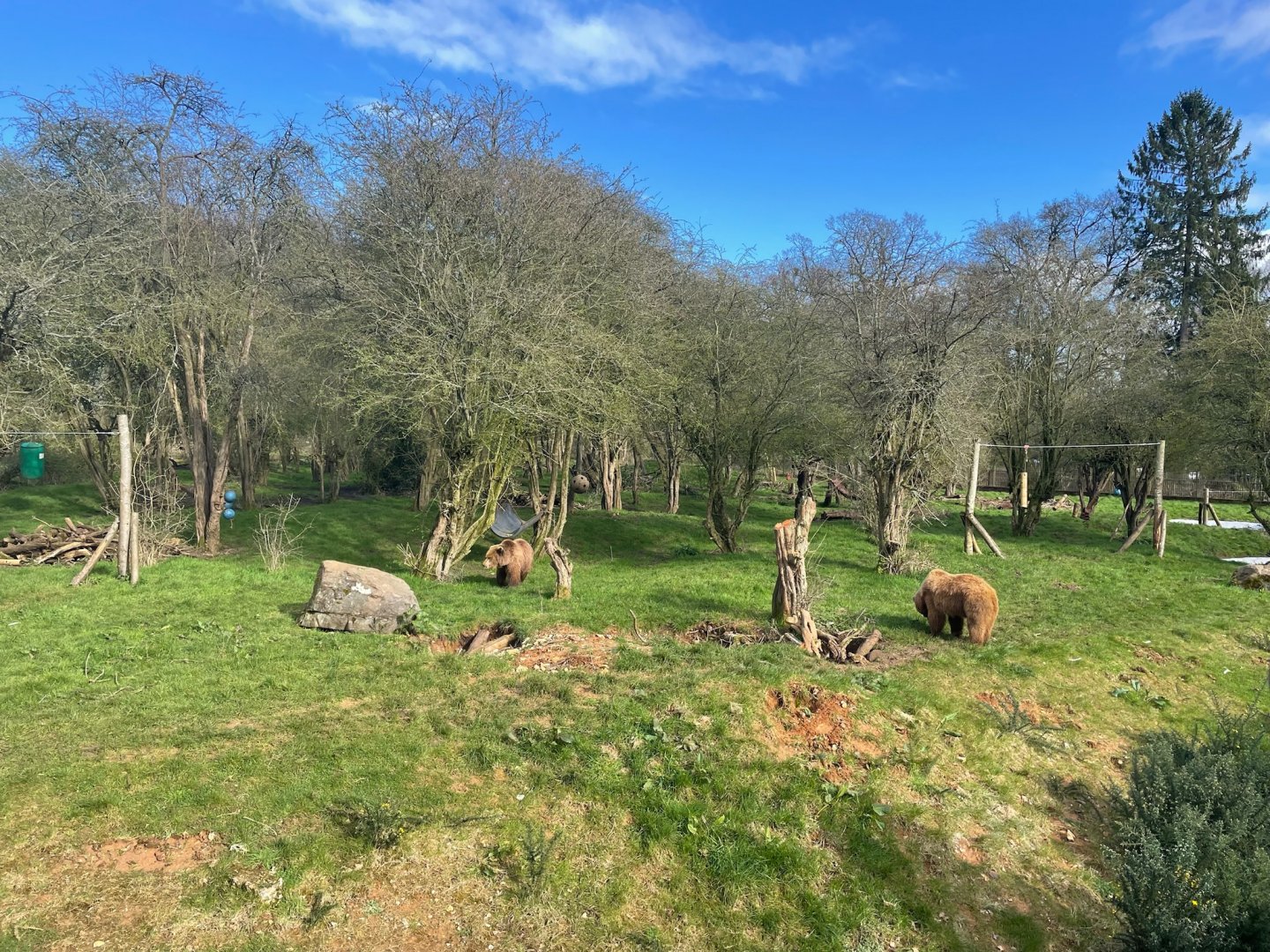 Eurasian Brown Bears, (Ursus arctos arctos)