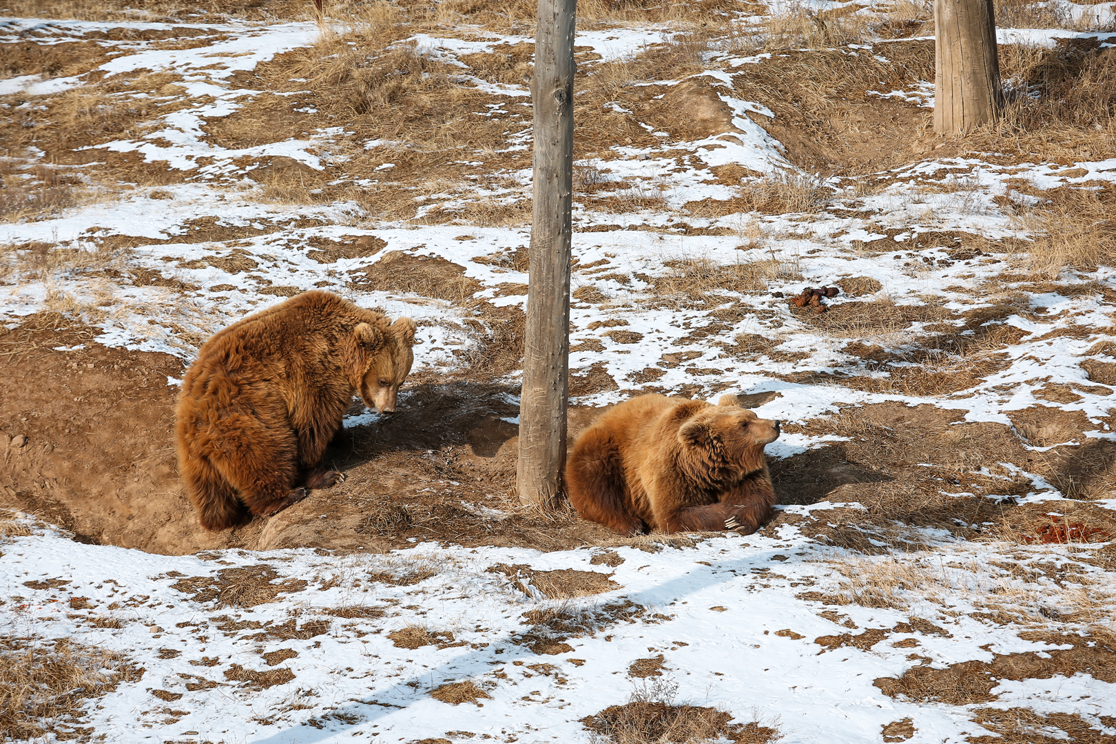Eurasian brown bears