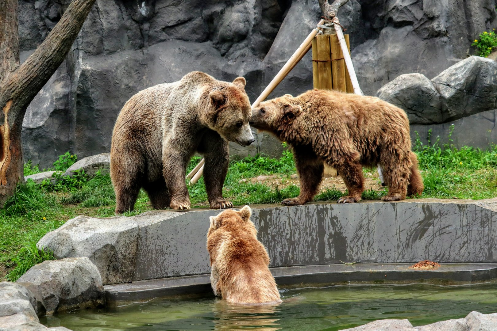 Eurasian Brown Bears