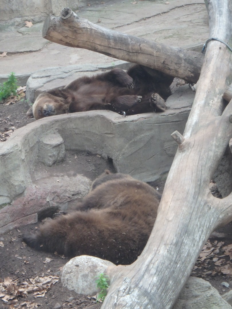 Eurasian brown bears
