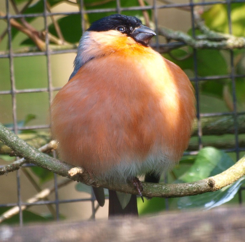 Eurasian bullfinch (May 2nd, 2015)