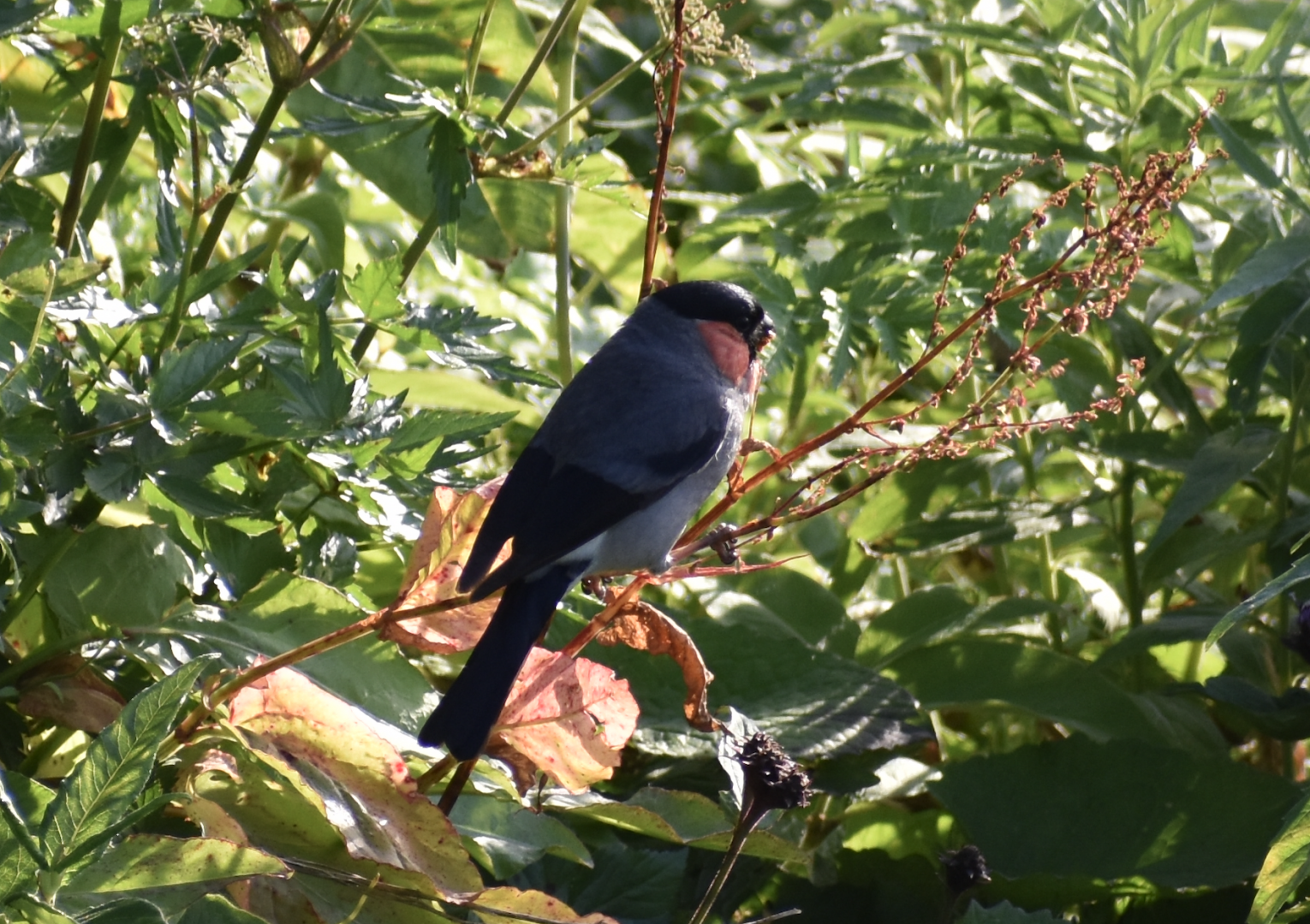 Eurasian Bullfinch ~ Mt. Karamatsu, Hakuba