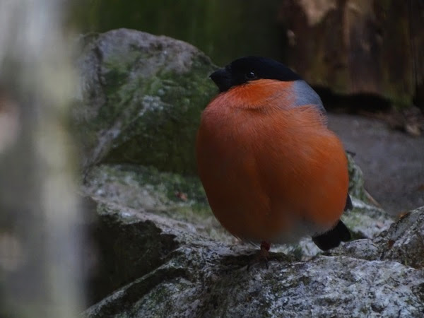 Eurasian bullfinch (Pyrrhula pyrrhula)