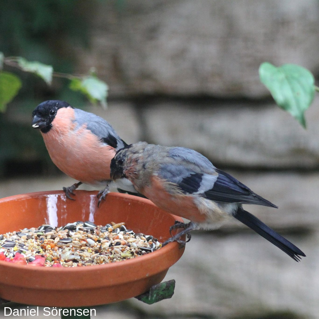 Eurasian bullfinch