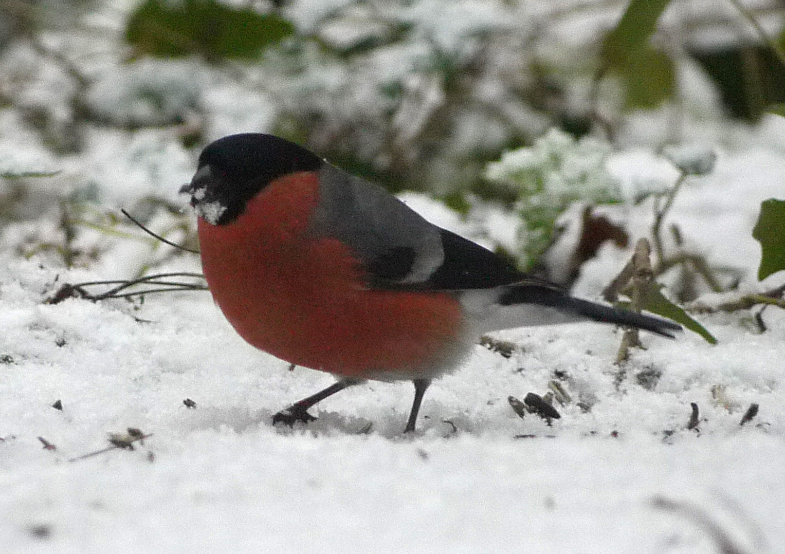 Eurasian Bullfinch