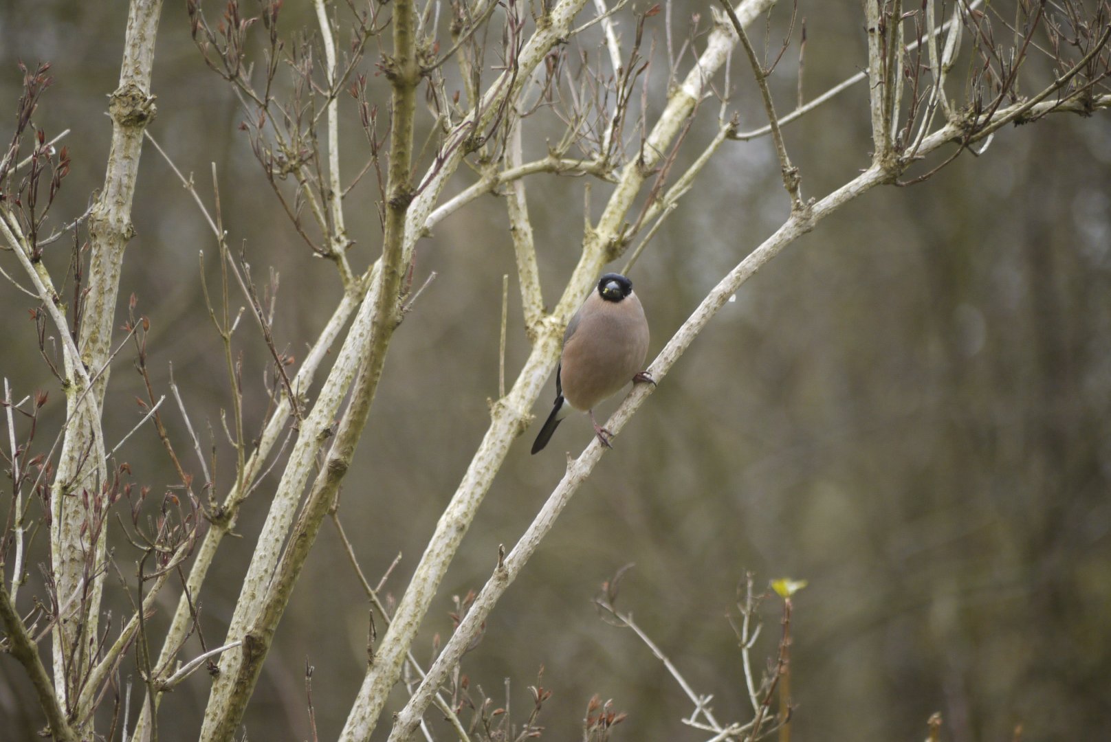 Eurasian Bullfinch