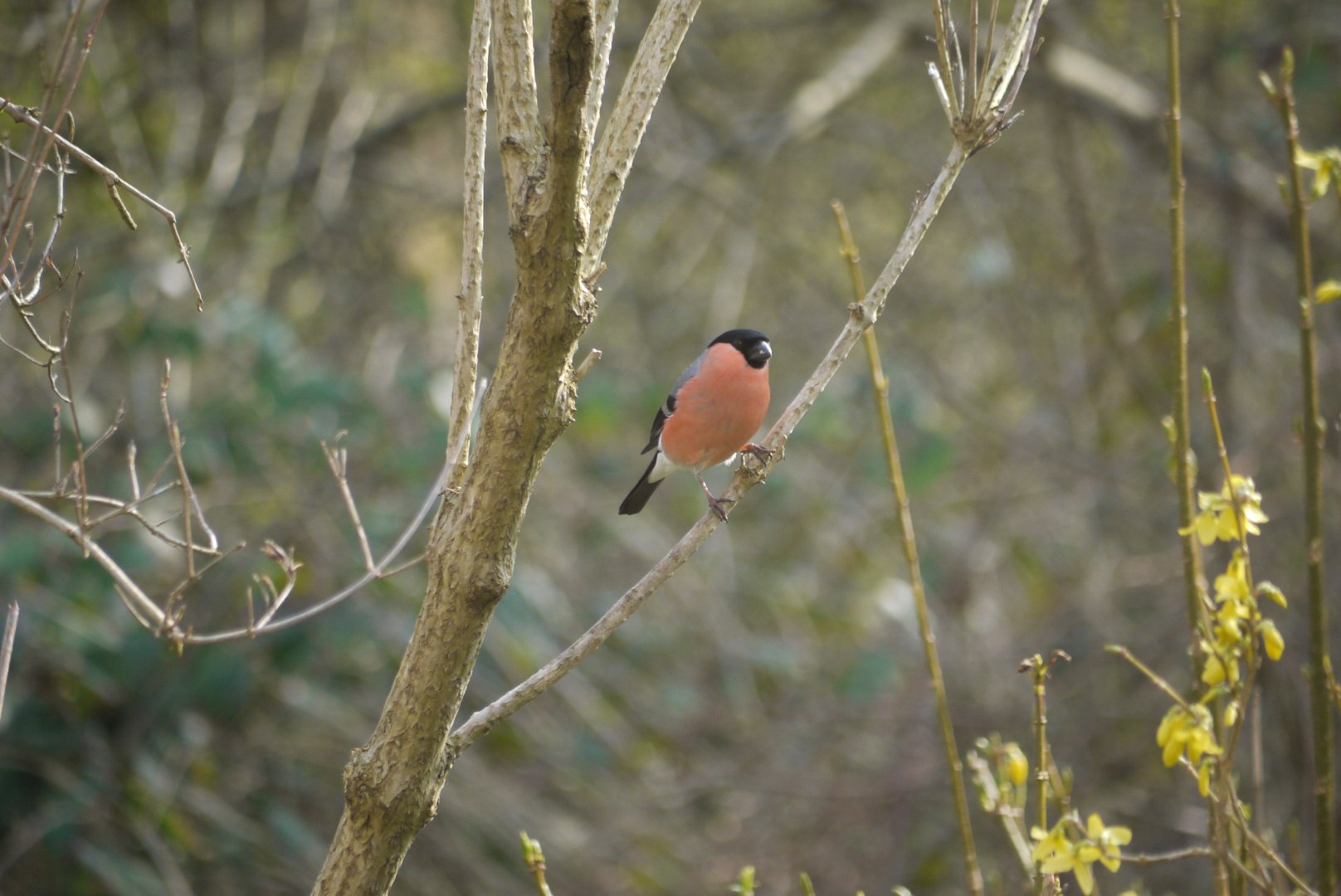 Eurasian Bullfinch