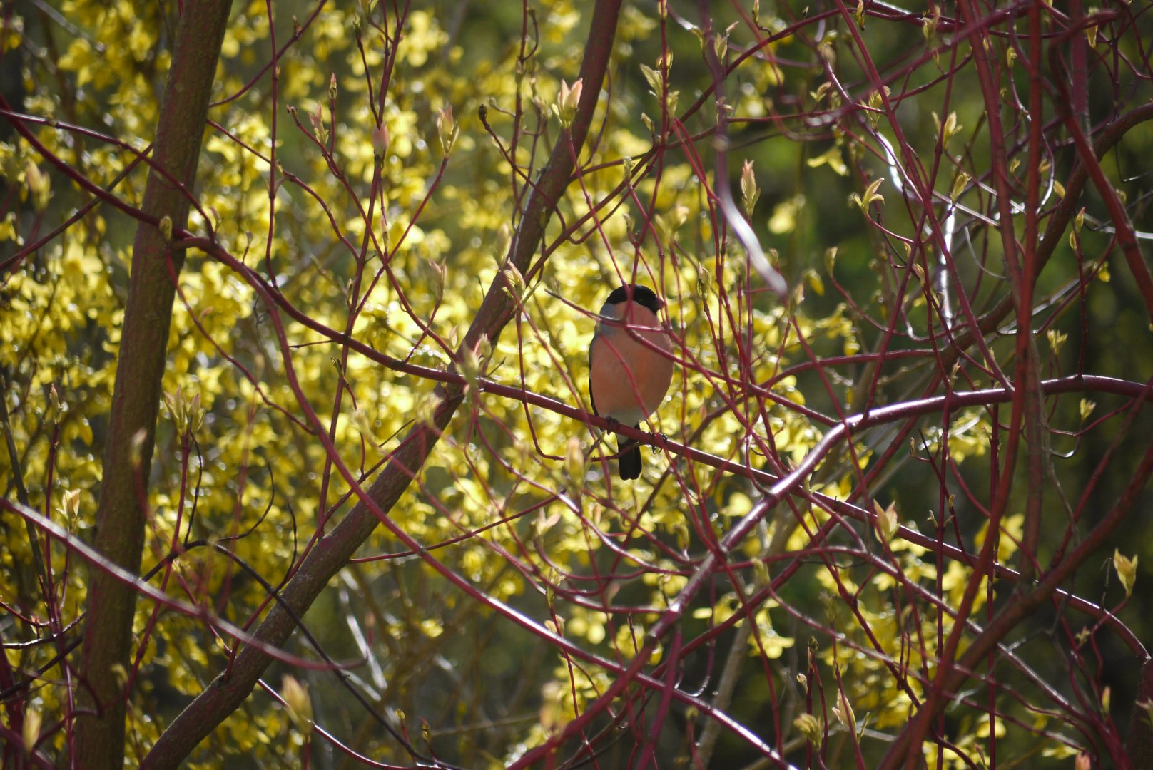 Eurasian Bullfinch