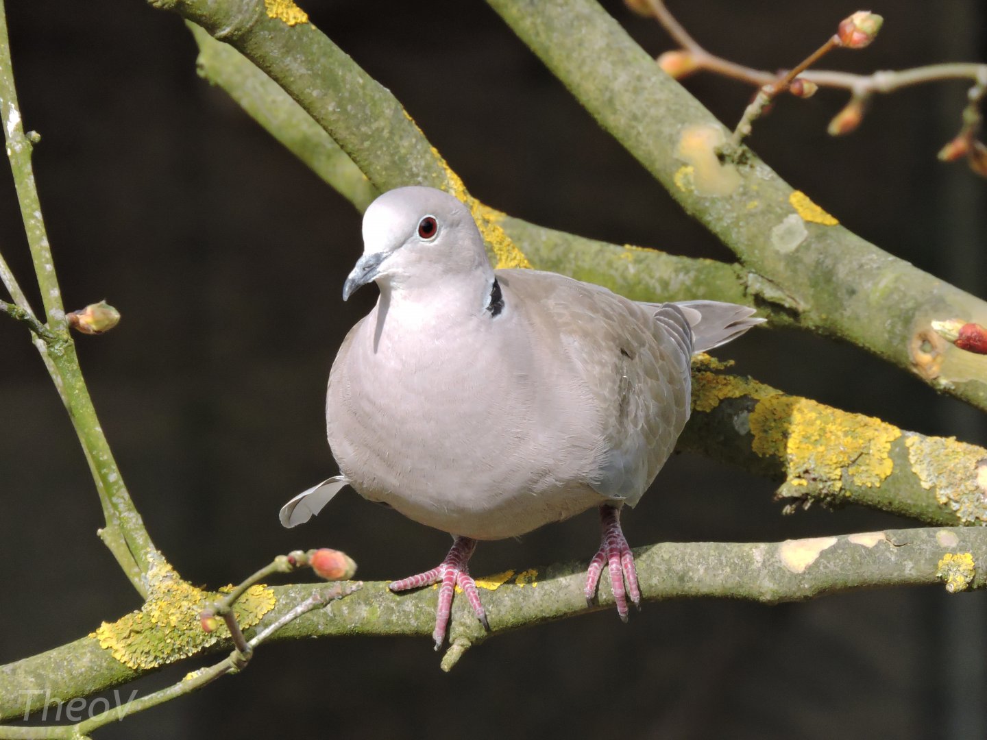 Eurasian collared dove [2015]