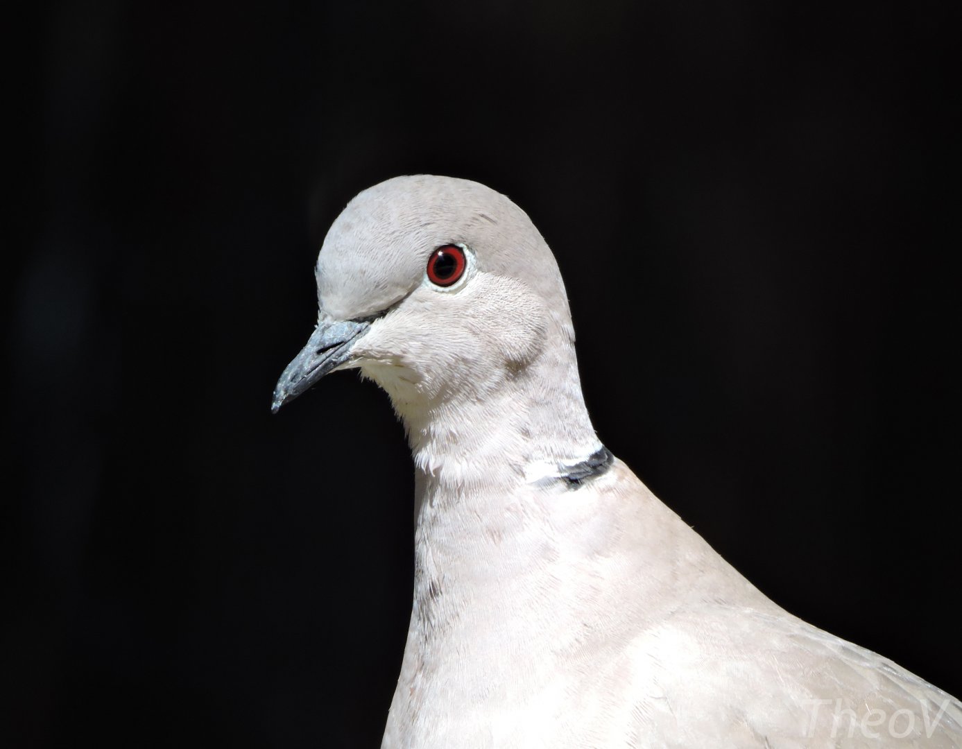 Eurasian collared dove [2016]