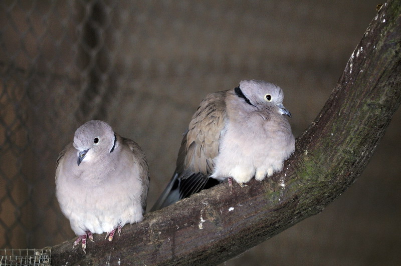 Eurasian collared dove at Wildpark Neuhaus
