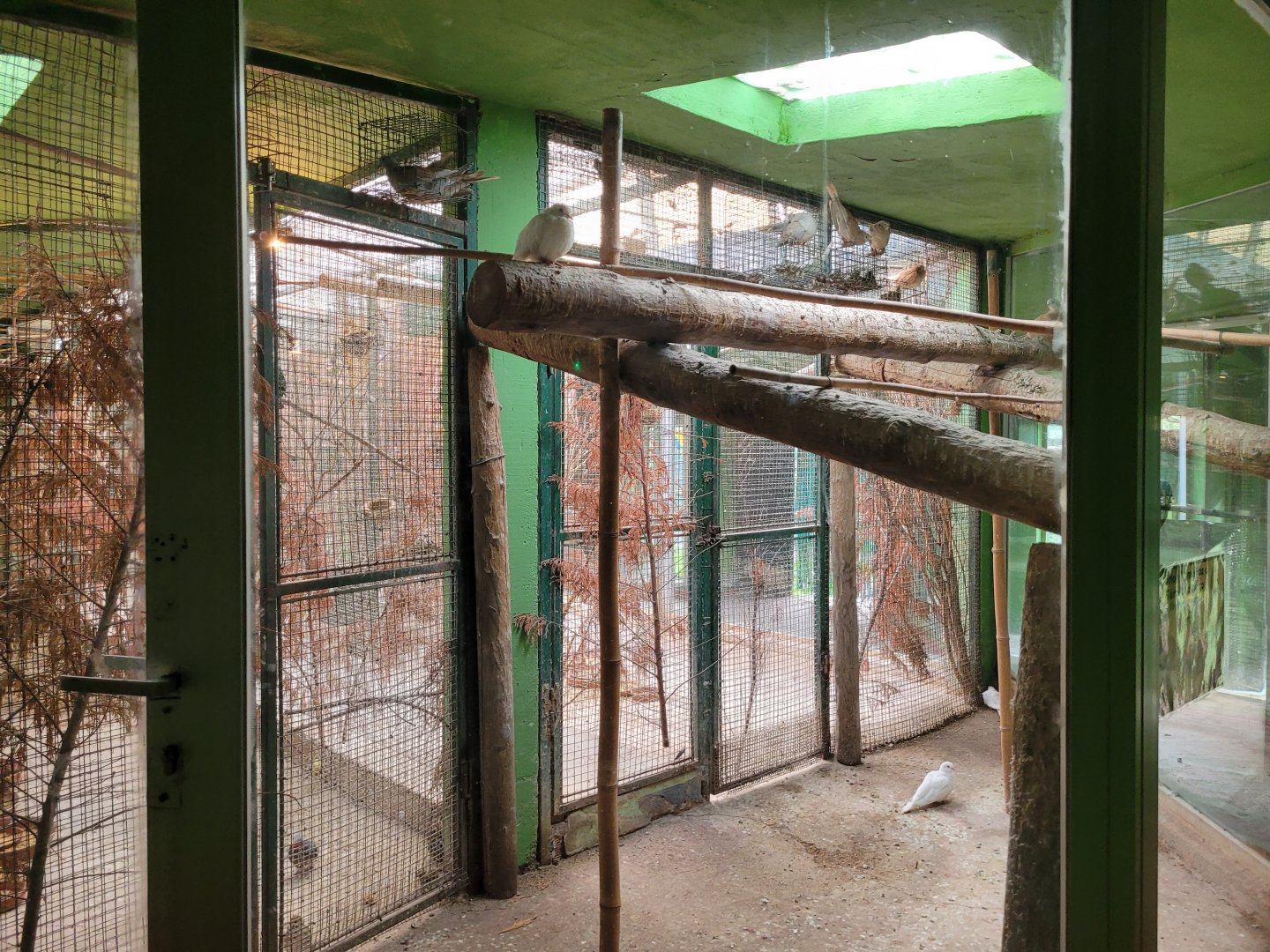 Eurasian collared dove exhibit -Zoo de Santillana del Mar (2023)