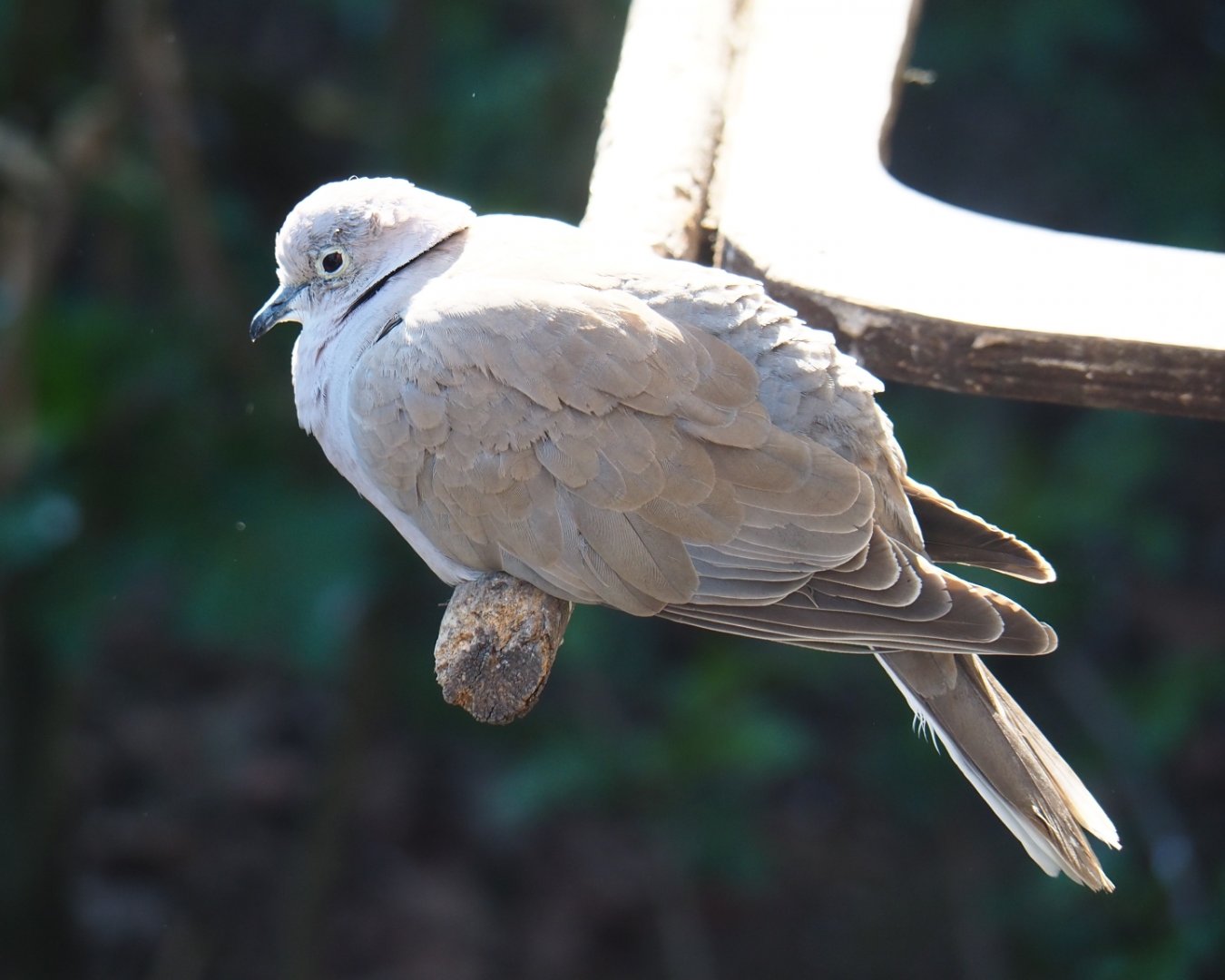 Eurasian collared dove (Streptopelia decaocto), 2019-03-30