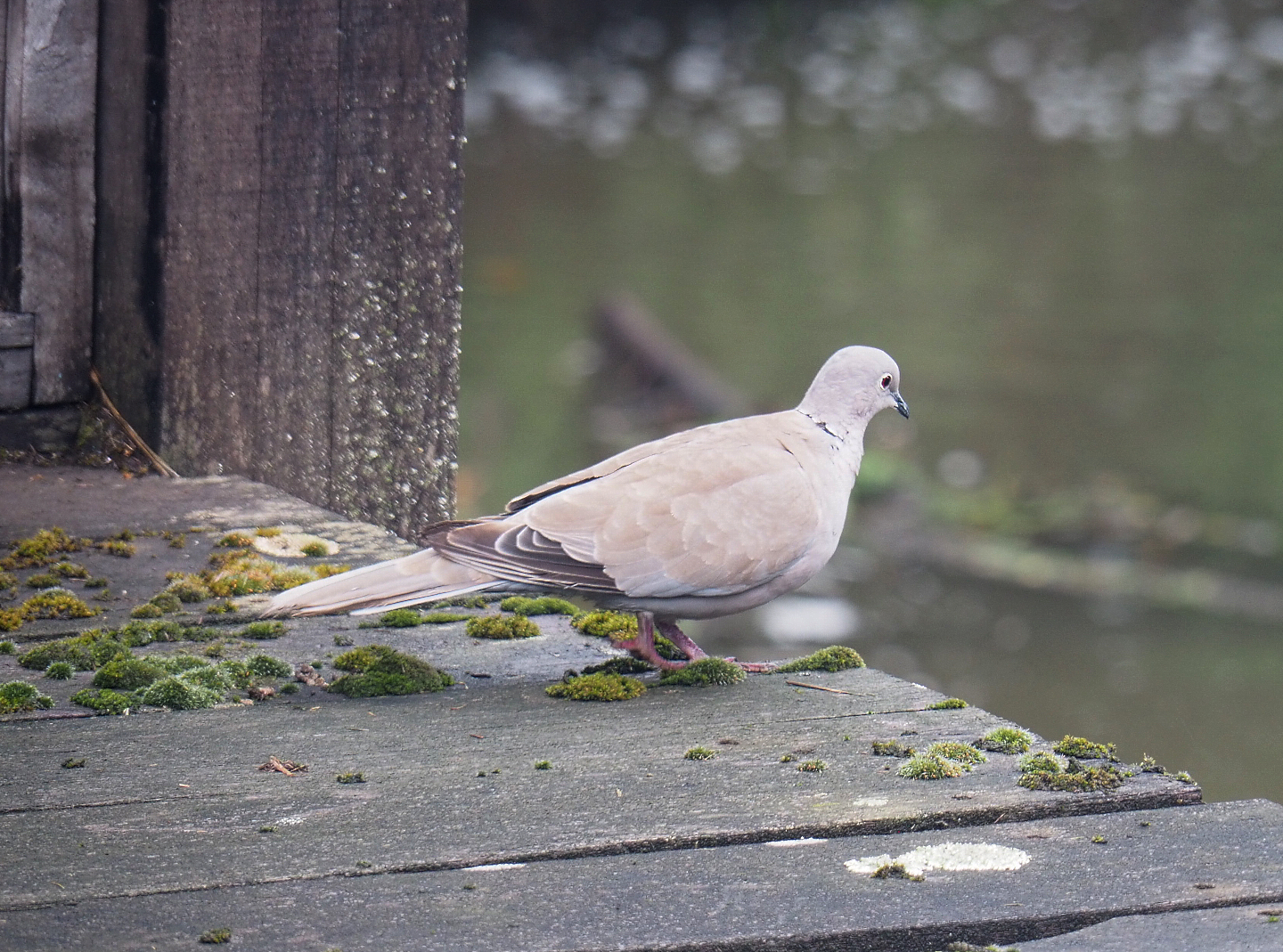 Eurasian collared dove (Streptopelia decaocto), 2022-09-14