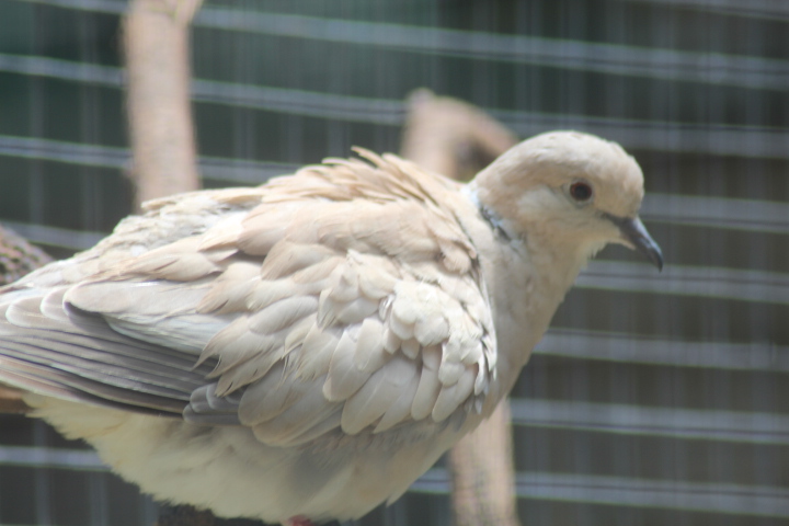 Eurasian collared dove (Streptopelia decaocto)