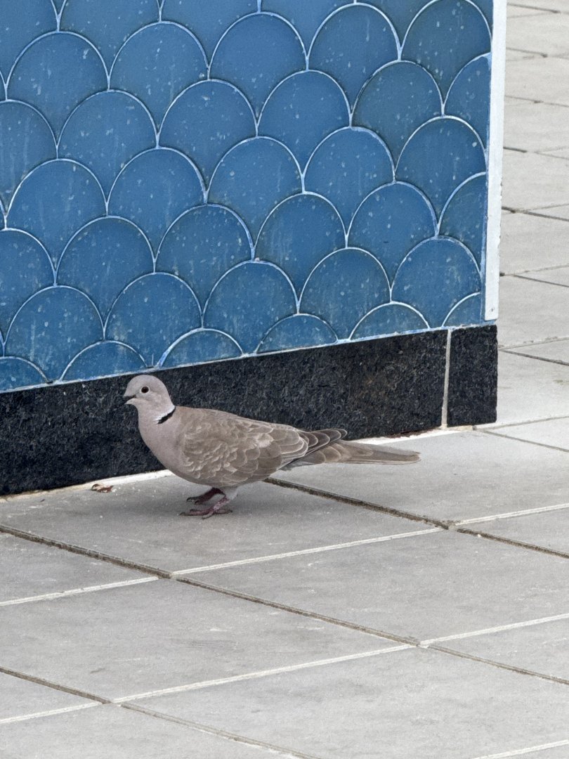 Eurasian collared dove (Streptopelia decaocto)