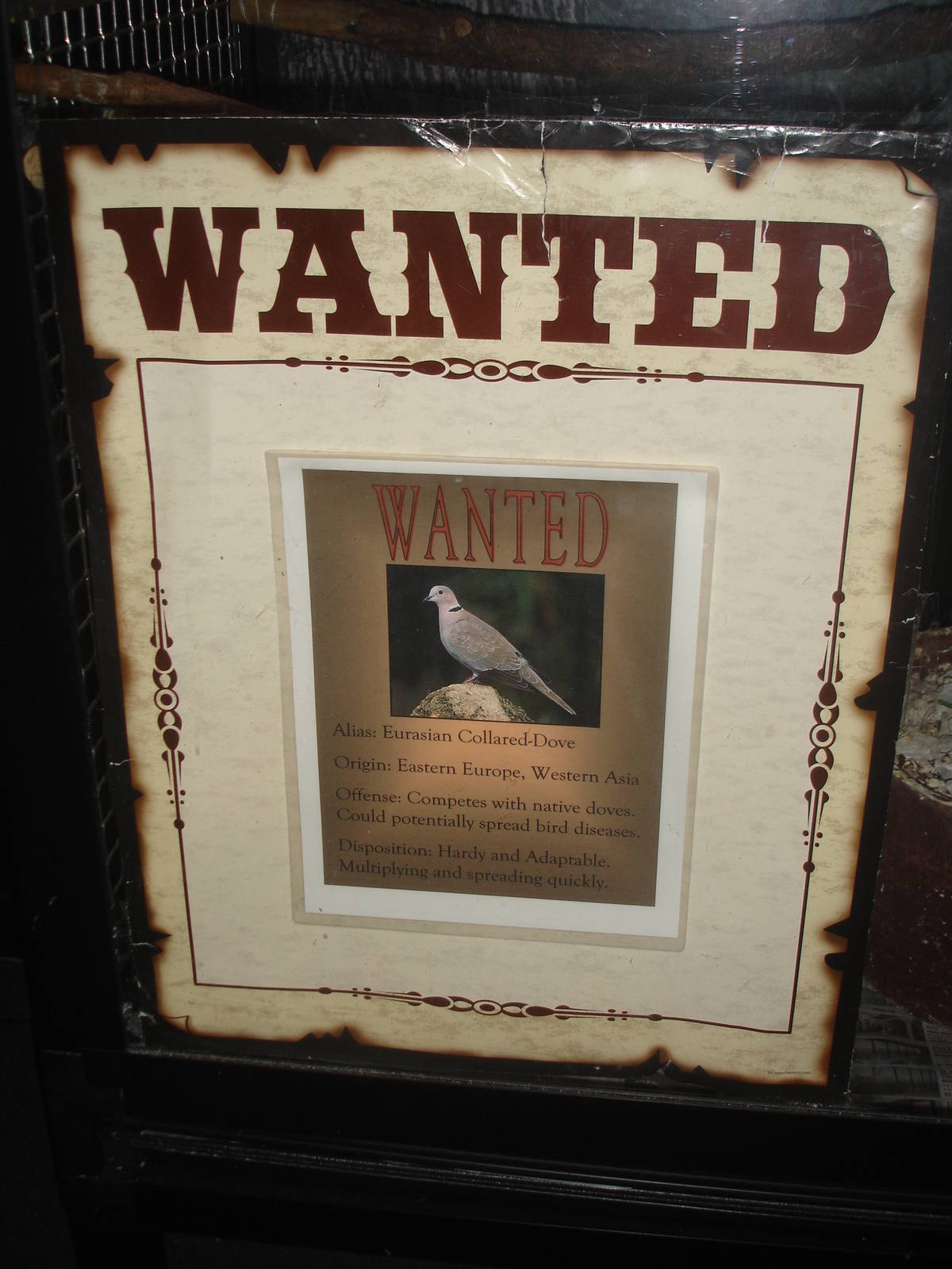 Eurasian Collared Dove wanted sign