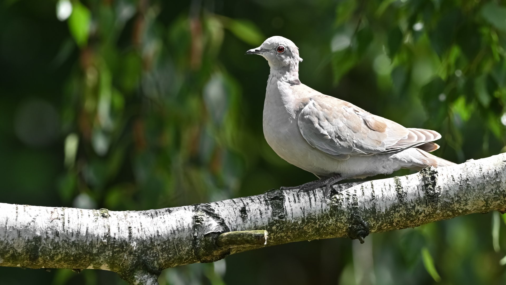 Eurasian collared dove (wild)