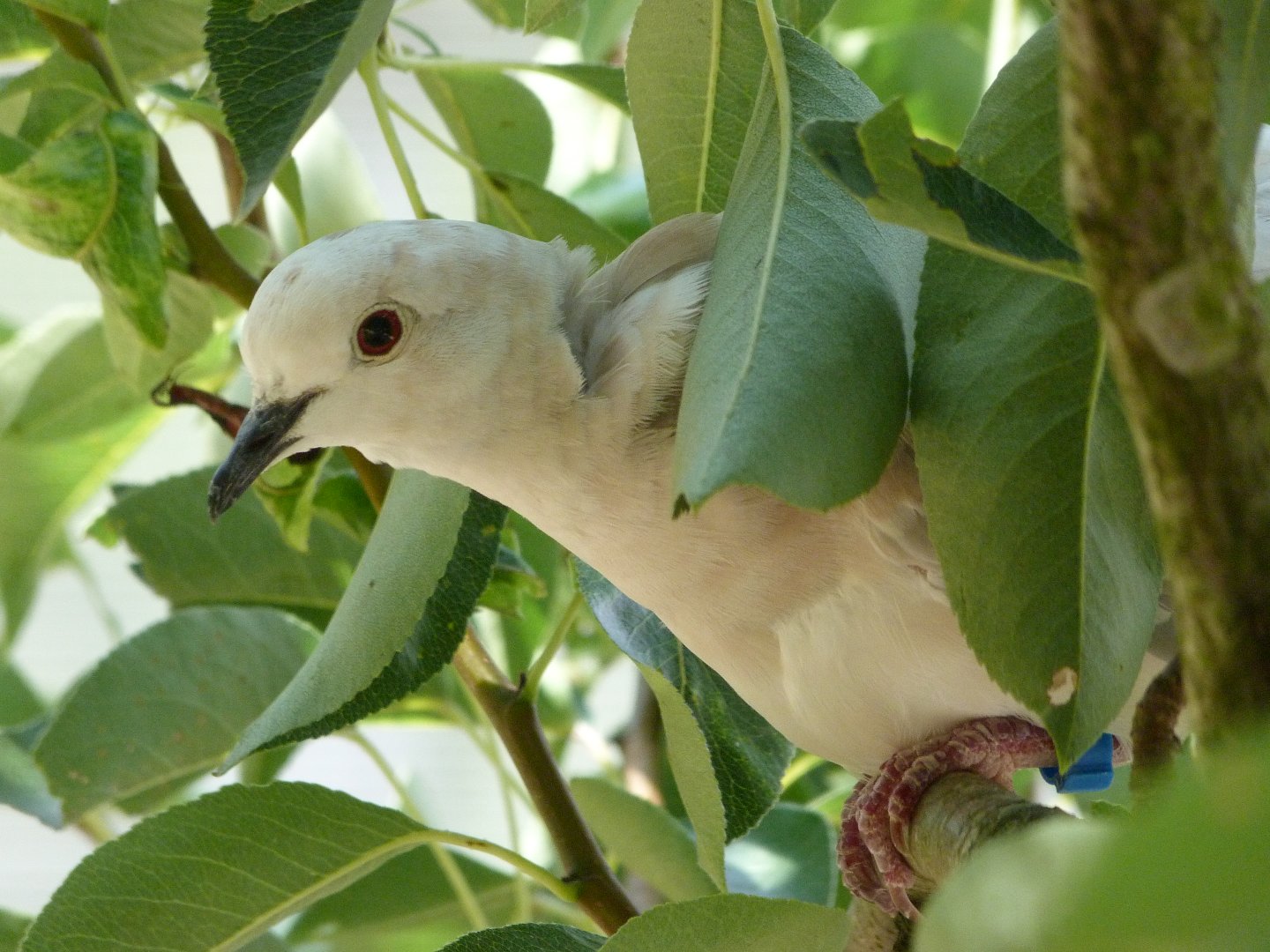 Eurasian collared dove -Zoodyssée (2025)