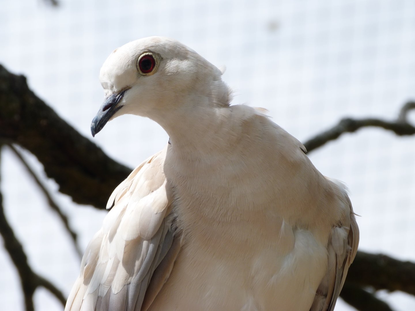 Eurasian collared dove -Zoodyssée (2025)