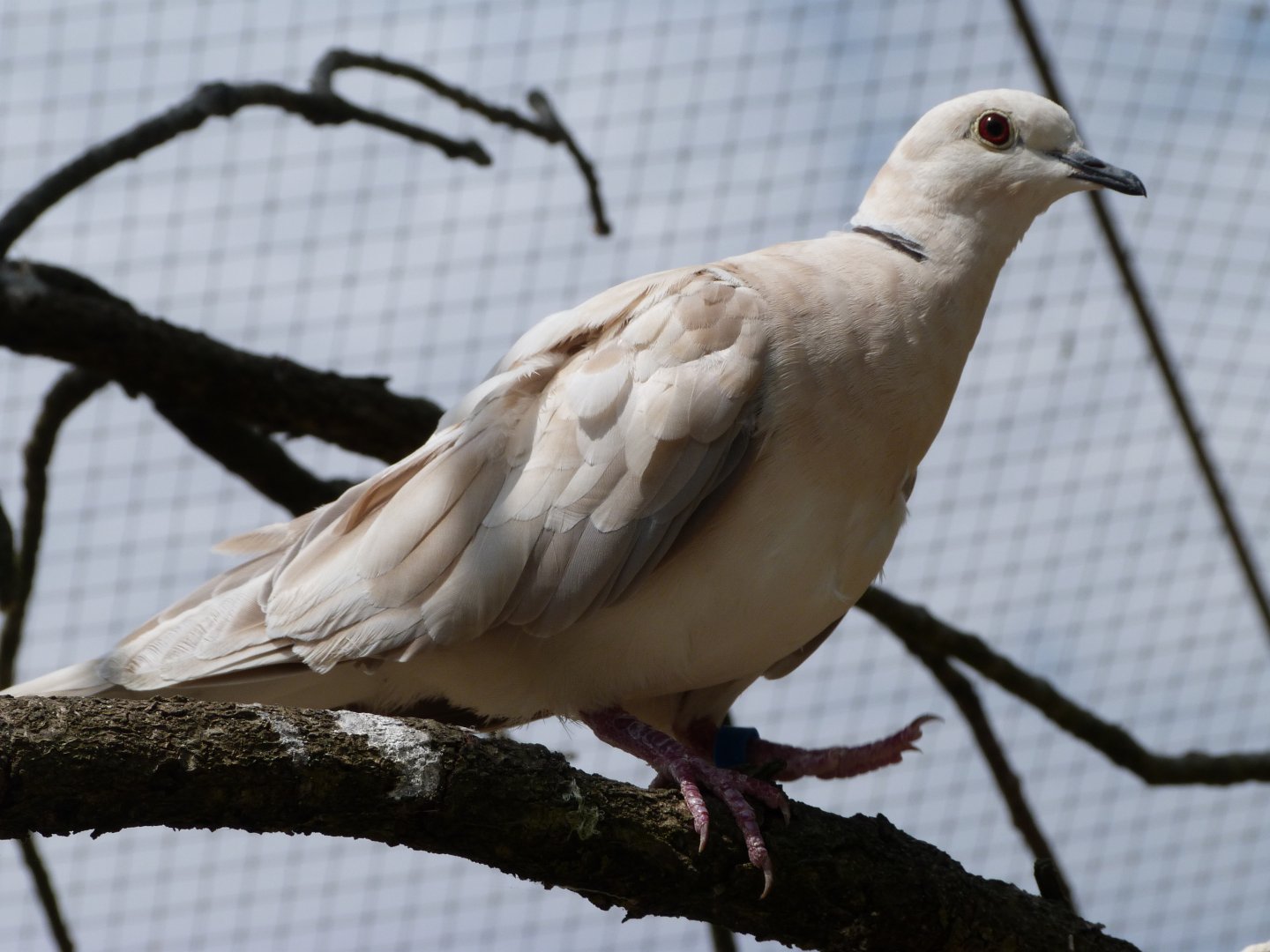 Eurasian collared dove -Zoodyssée (2025)
