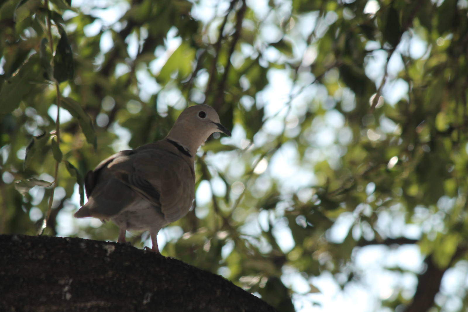 Eurasian Collared Dove