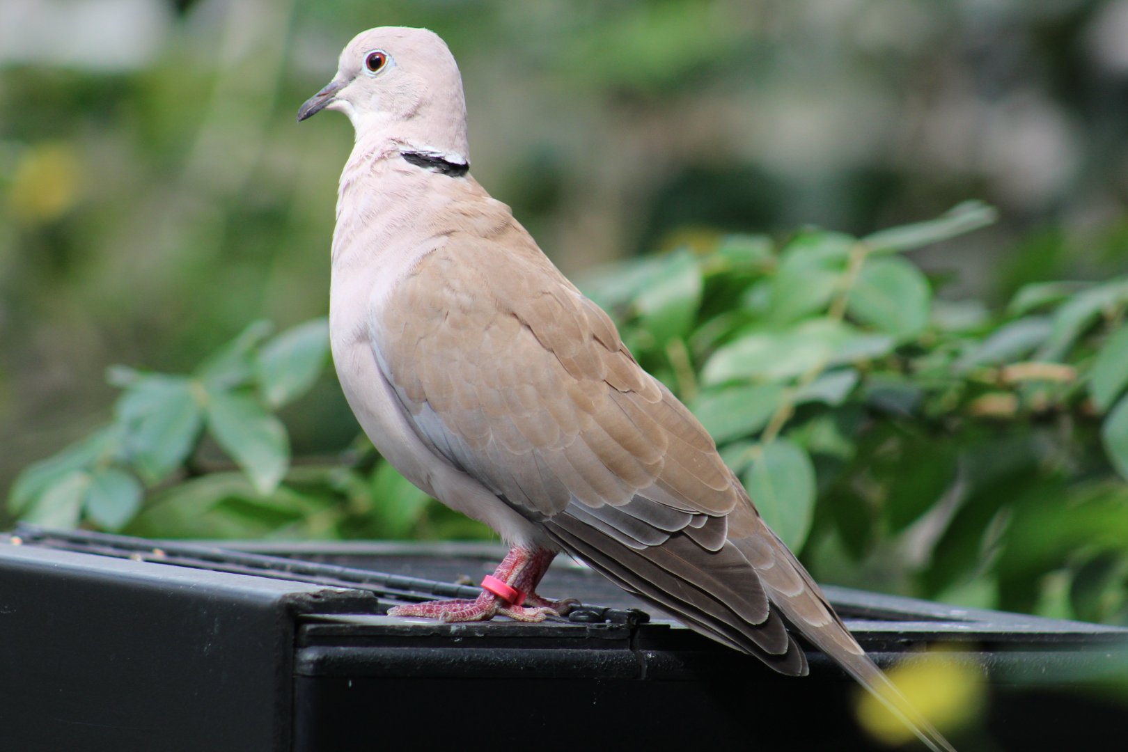 Eurasian Collared Dove