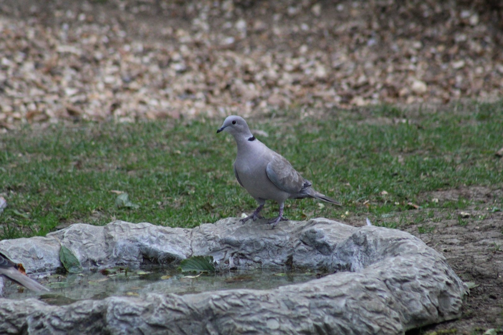 Eurasian Collared-Dove