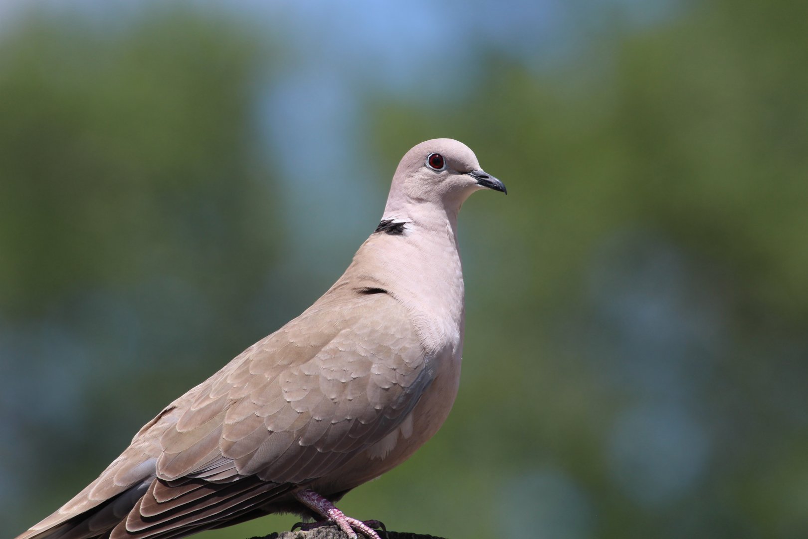 Eurasian Collared Dove