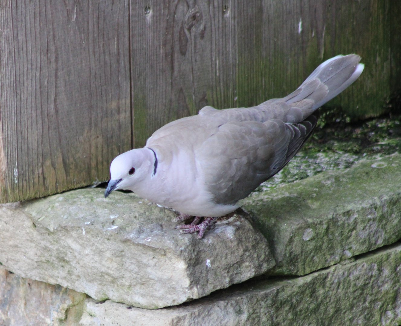 Eurasian collared dove