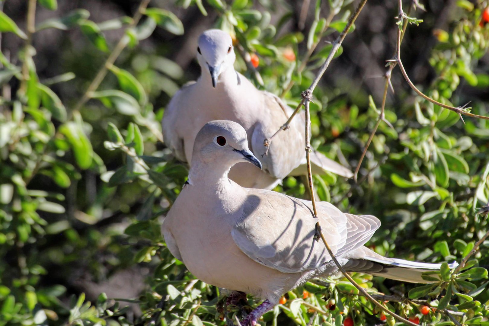 Eurasian Collared Dove