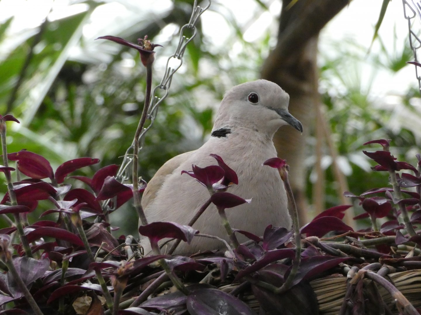 Eurasian collared dove