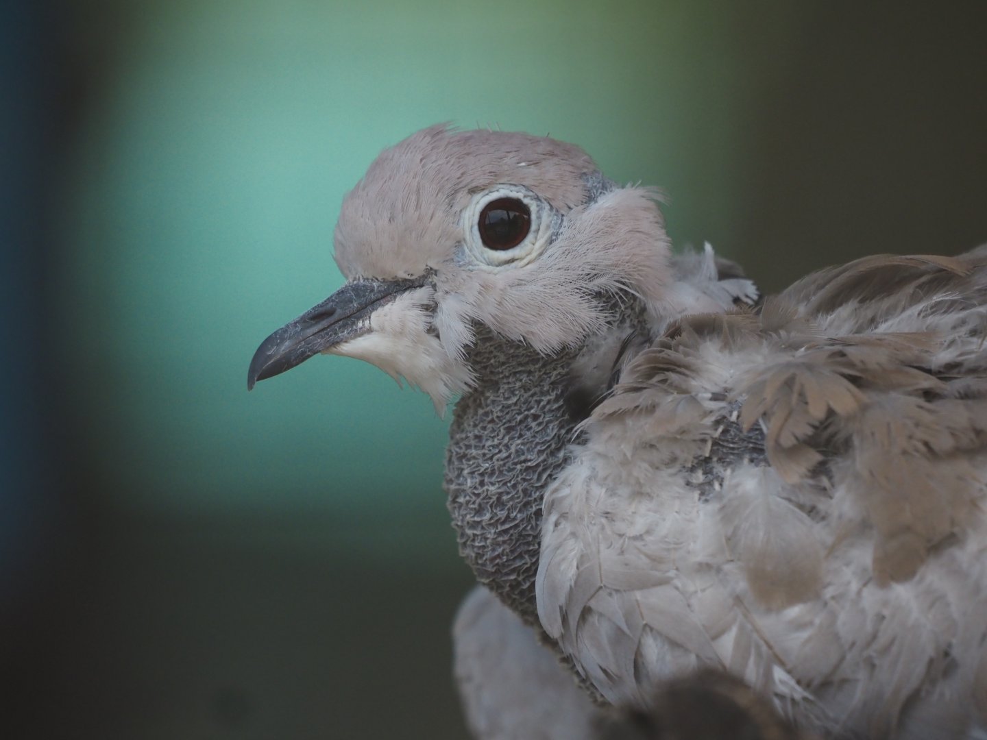 Eurasian Collared Dove