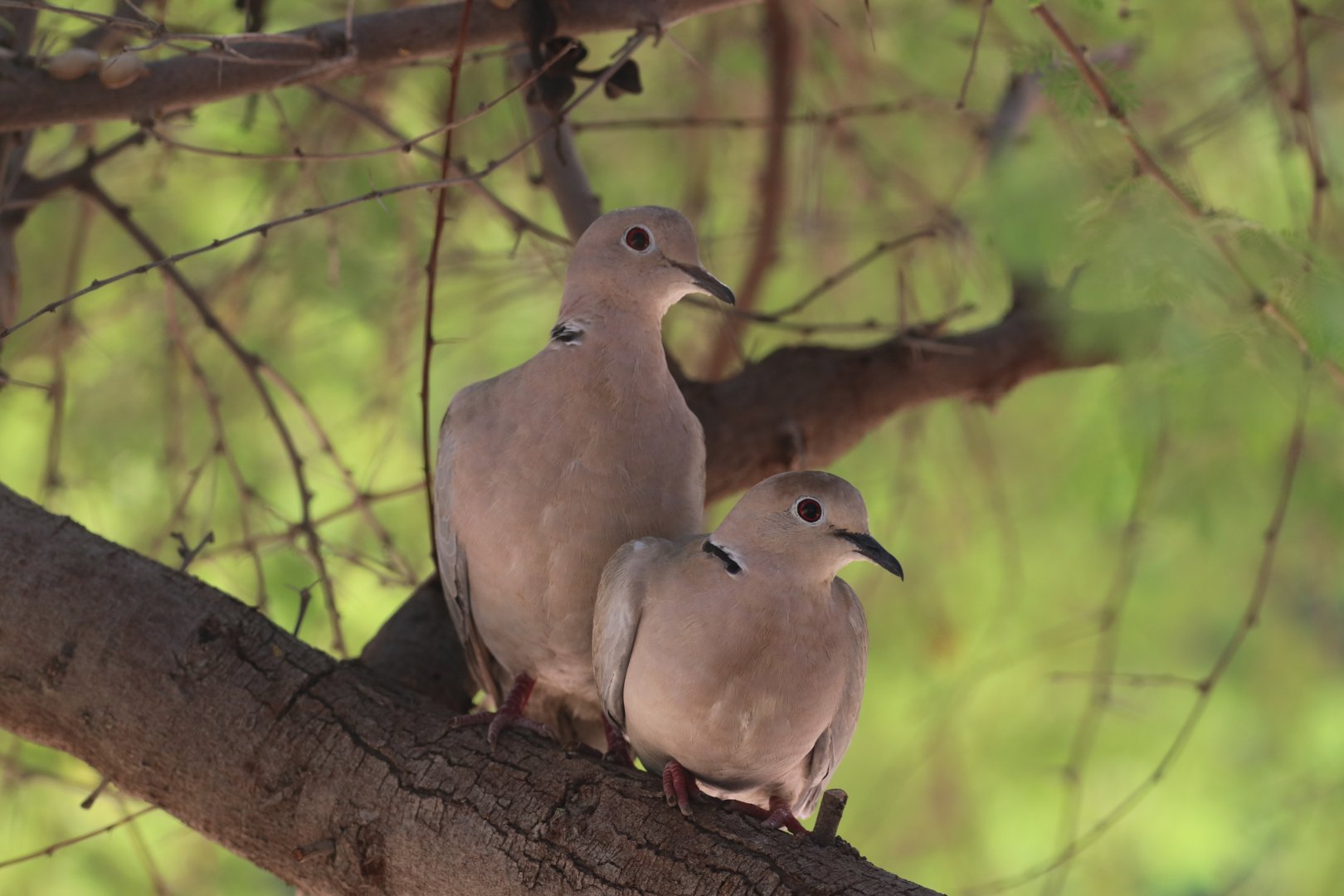 Eurasian Collared Dove