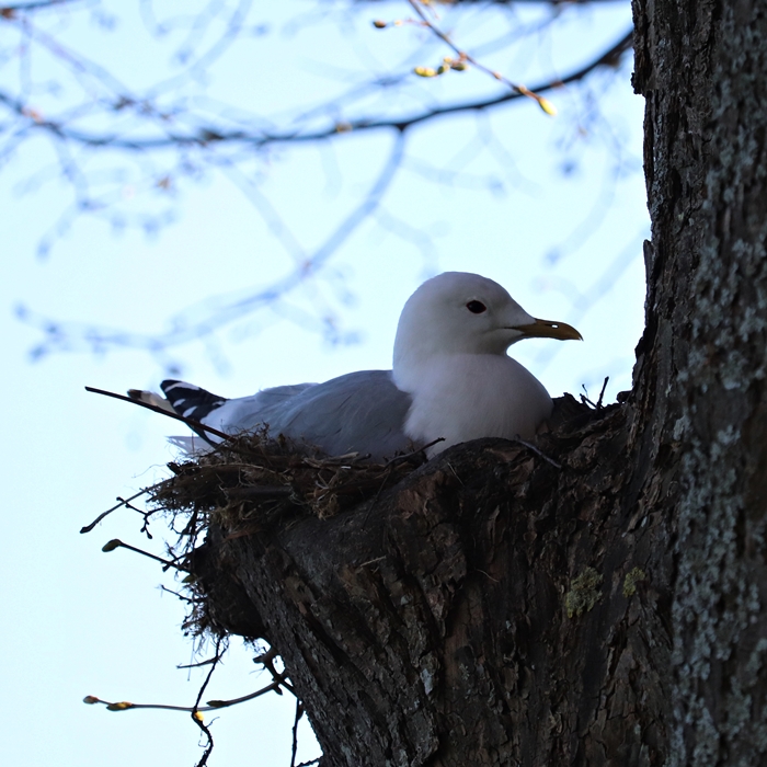 Eurasian common gull (Larus canus canus) non nest