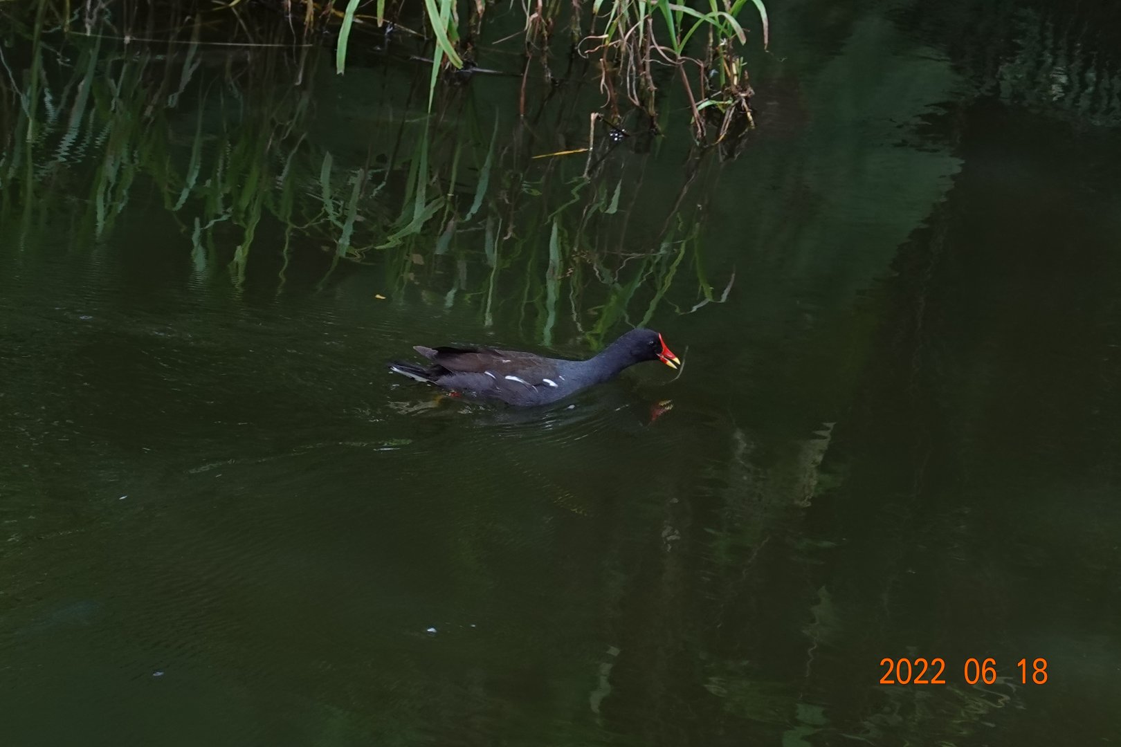 Eurasian Common Moorhen (Gallinula chloropus chloropus)