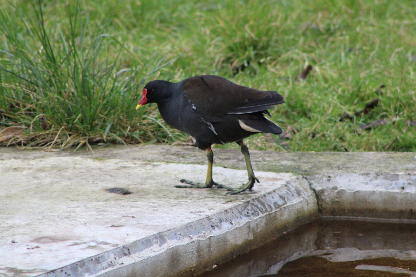 Eurasian / Common Moorhen (Gallinula chloropus)
