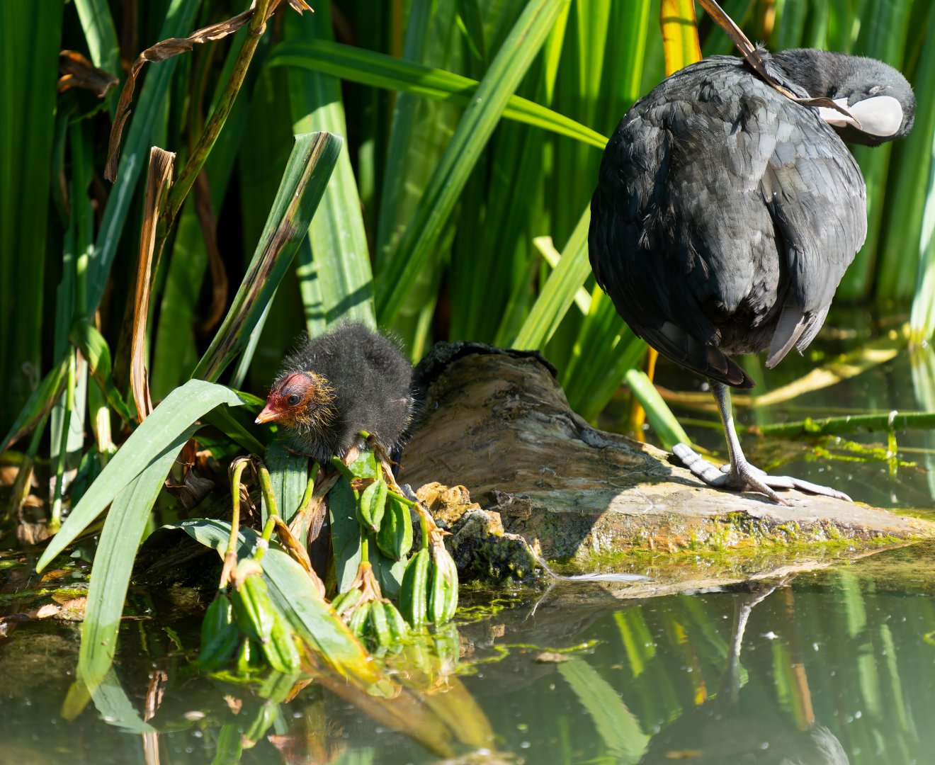 Eurasian Coot and chick, wild, UK